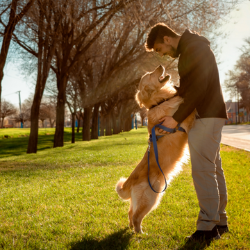 How to Choose the Perfect Collar for Your Dog