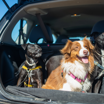 Travel Essentials for Dogs on the Go