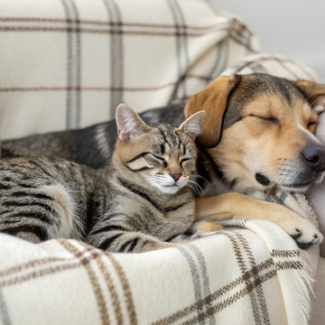 Creating a Cozy Sleep Space for Your Dog