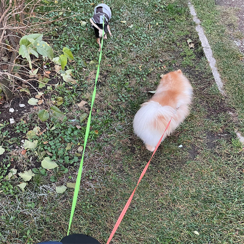 Retractable 360 swivel Leash For Small Pets